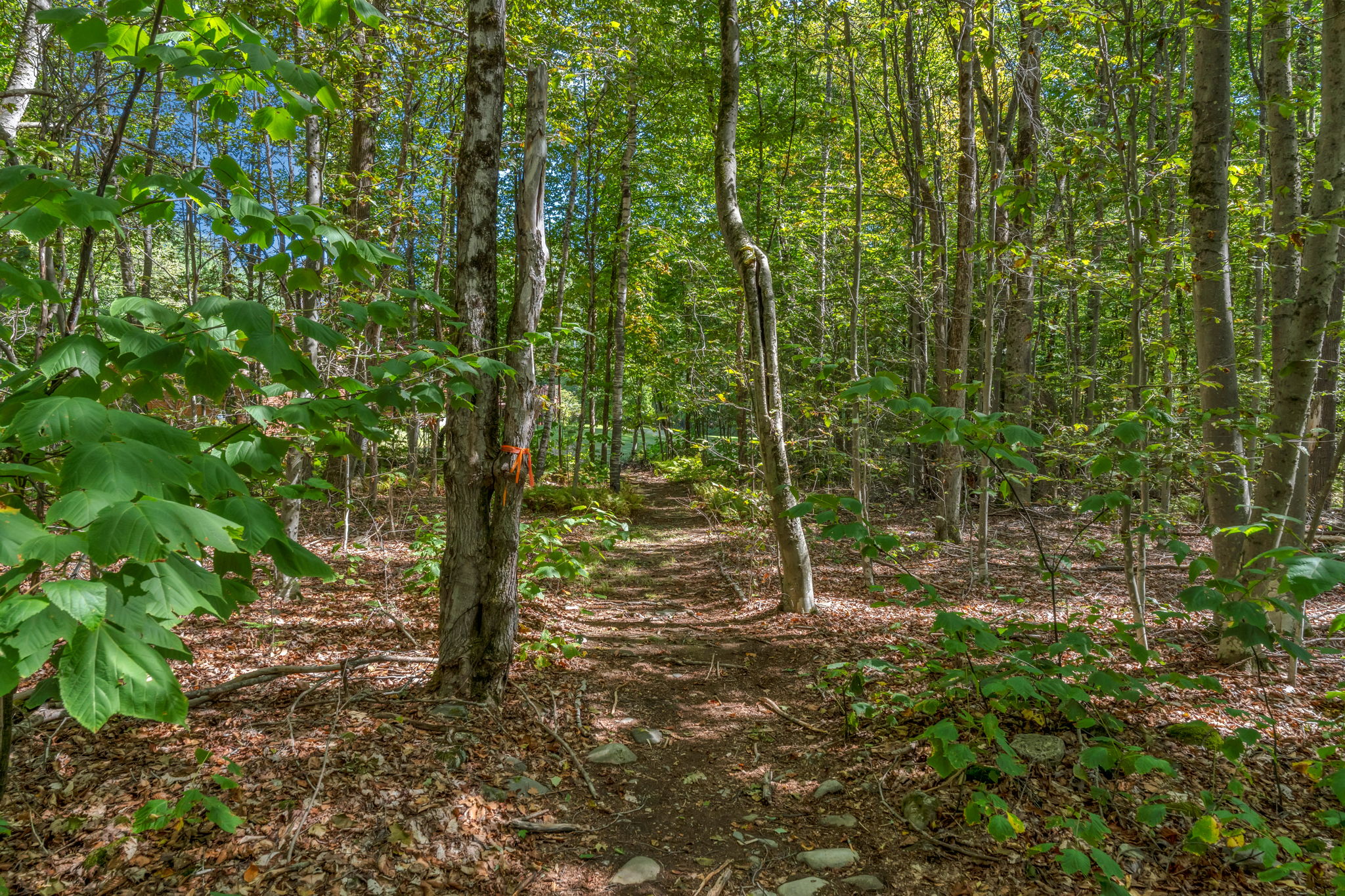  Photo 51