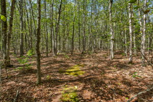  Photo 49
