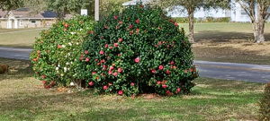 Photo 45