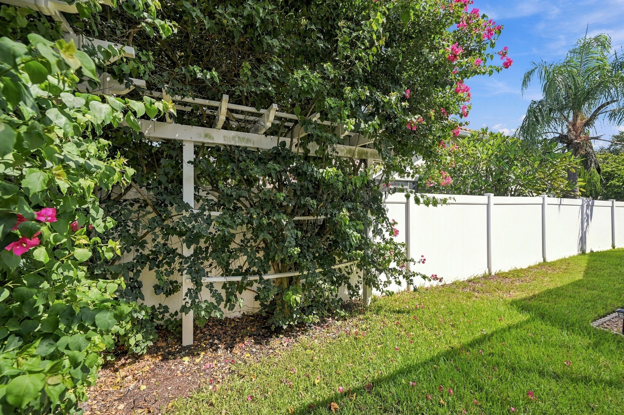 Backyard2