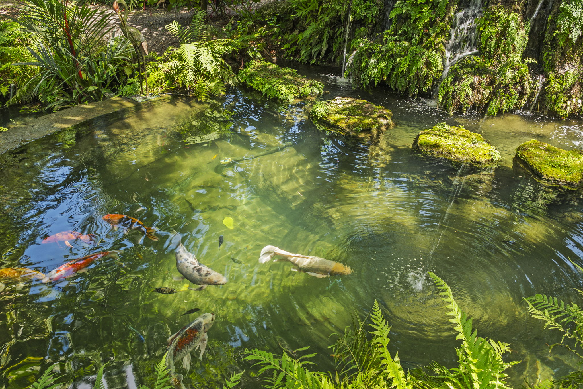 Koi Pond