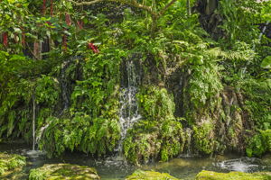 Koi Pond waterfall