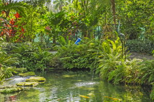 Koi Pond