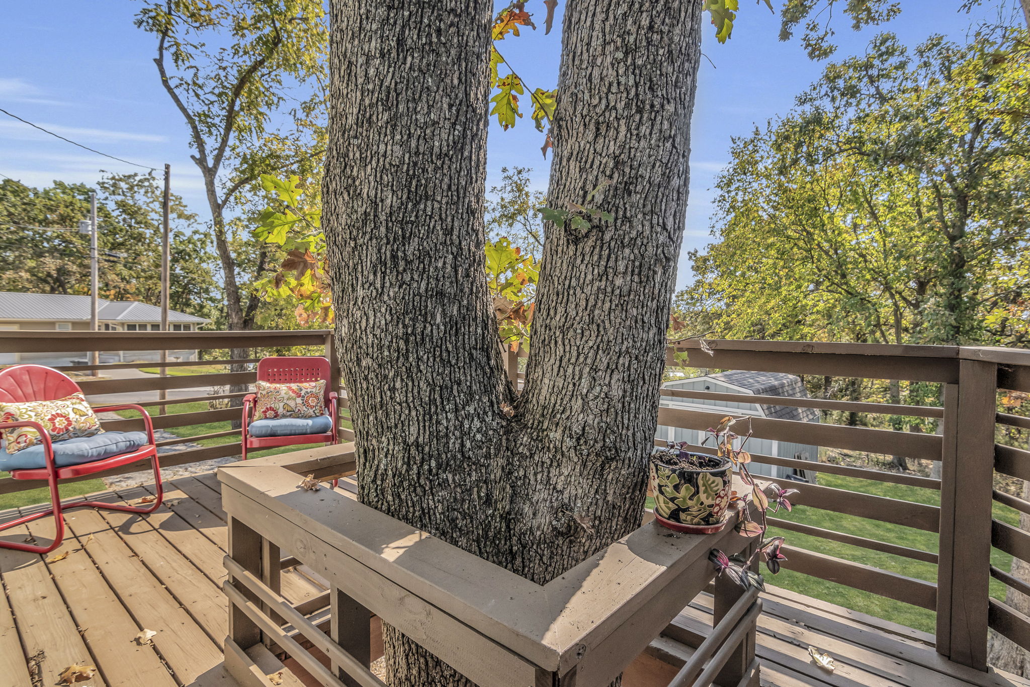 Tree for shade on deck!