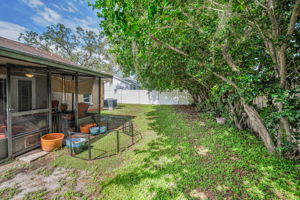 Backyard3