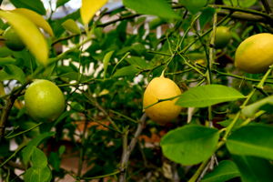 Lemons for Cocktails