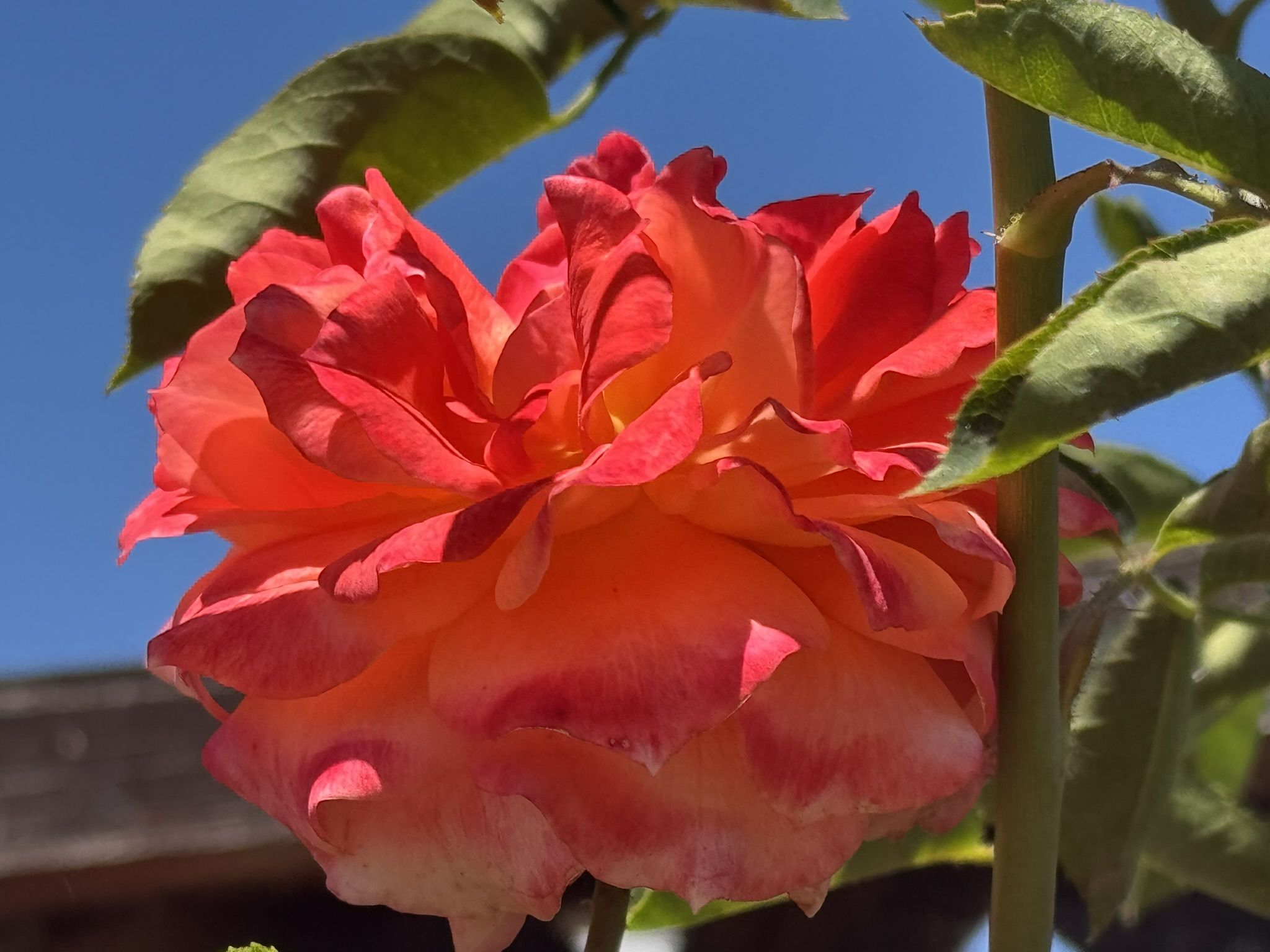 Photo 44