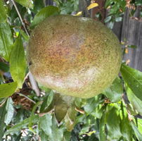  Photo 40