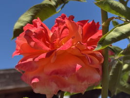  Photo 43