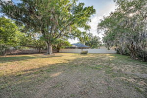 Backyard1
