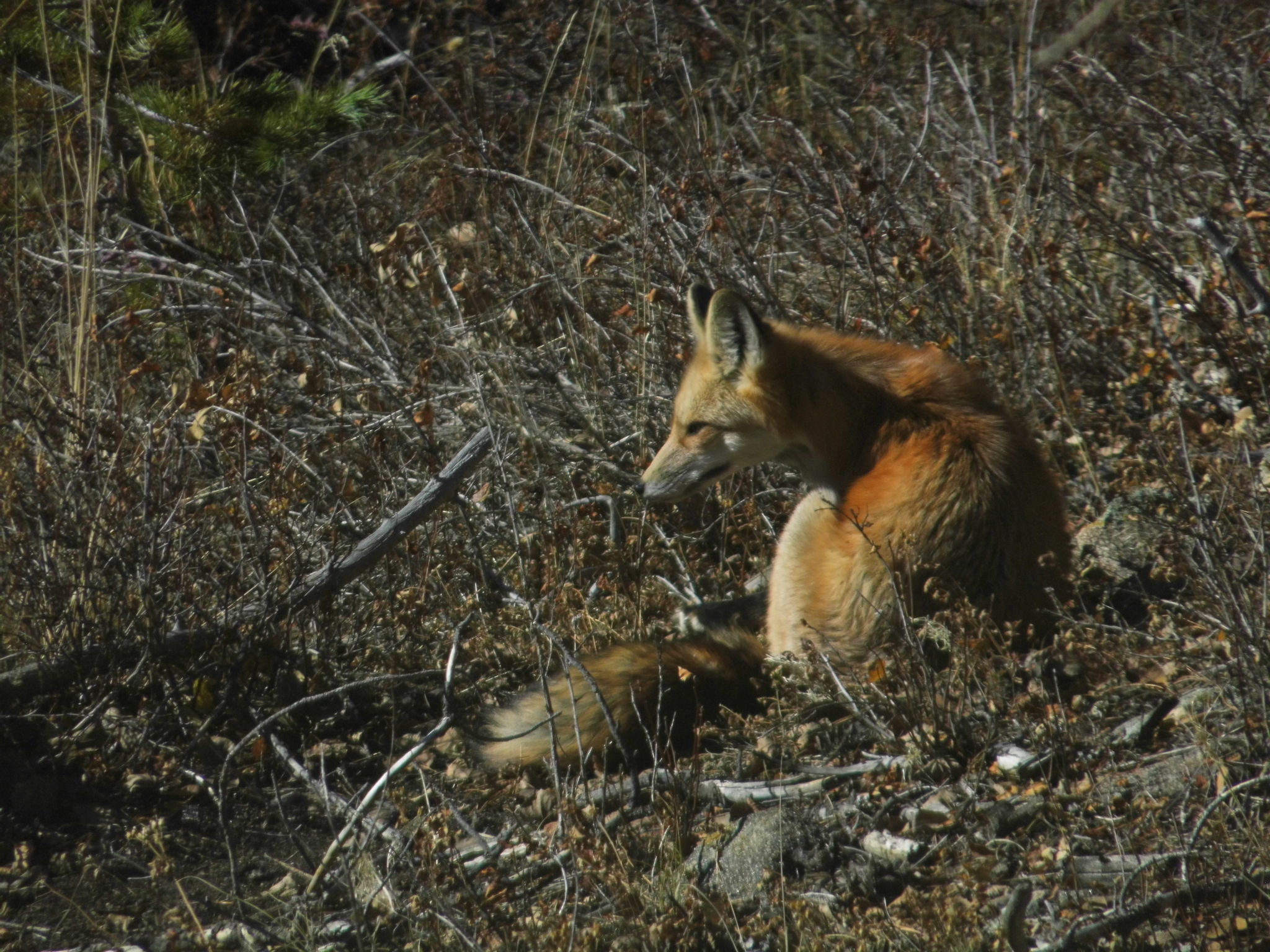  Photo 42