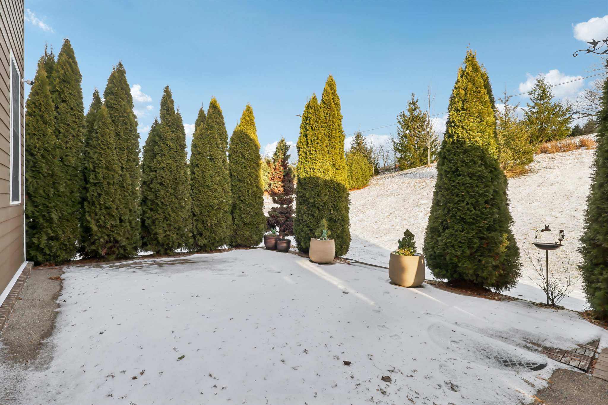 Sapling Ct-S2301-065.jpg