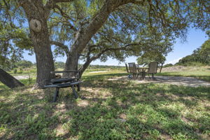 Majestic Oak shade trees