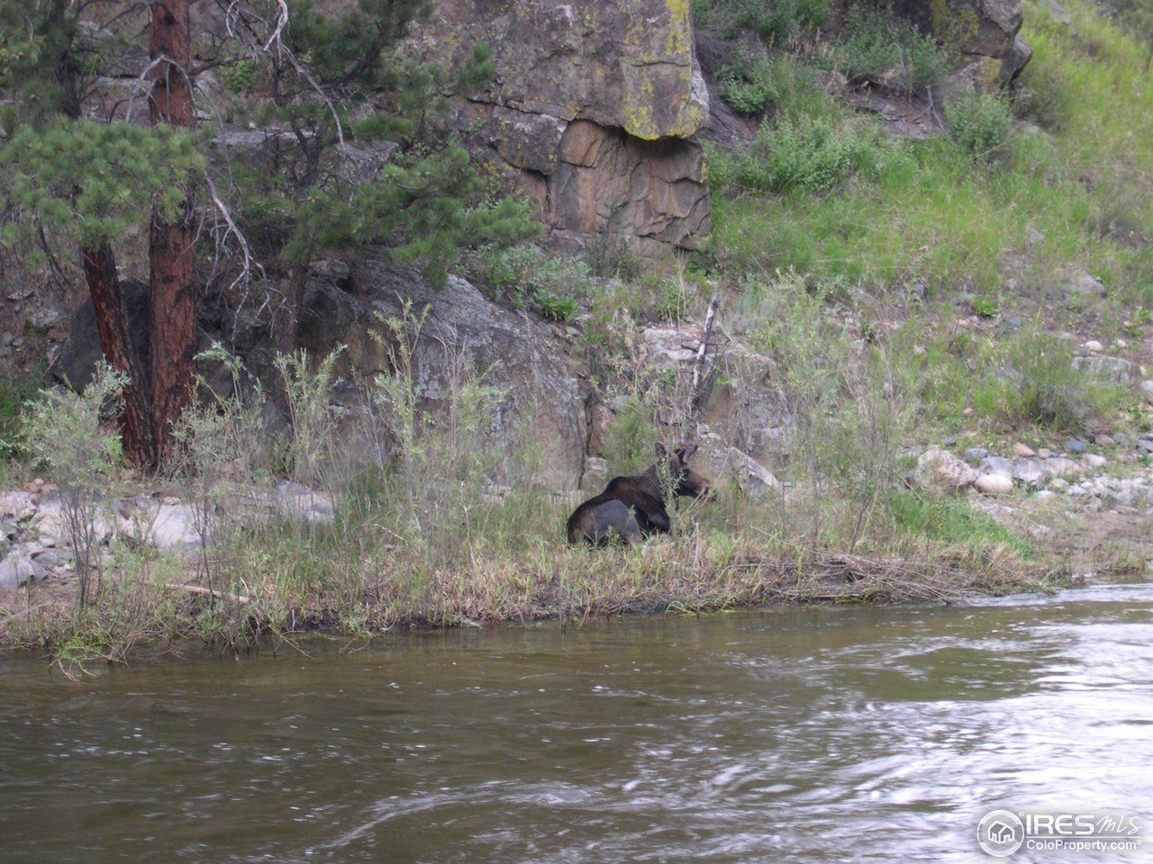 Moose, Deer, Fox and More Visit the Property