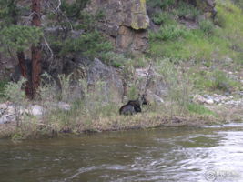 Moose, Deer, Fox and More Visit the Property