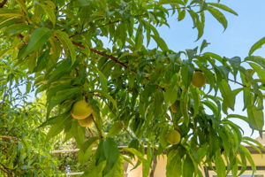  Photo 43