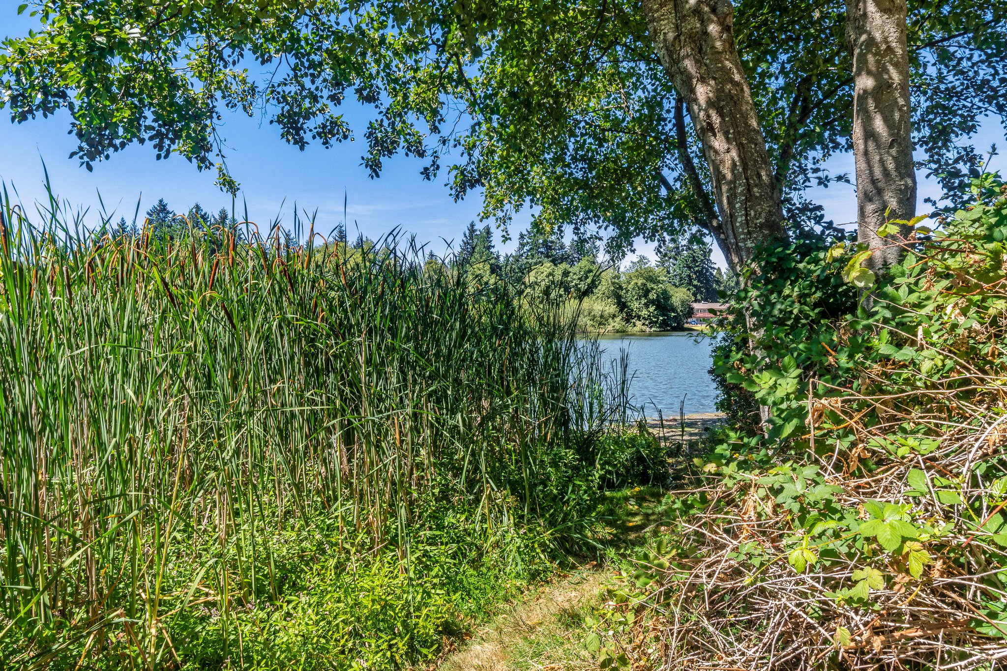 31003 14th Ave S, Federal Way, WA 98003, USA Photo 26