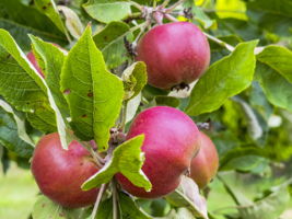  Photo 40