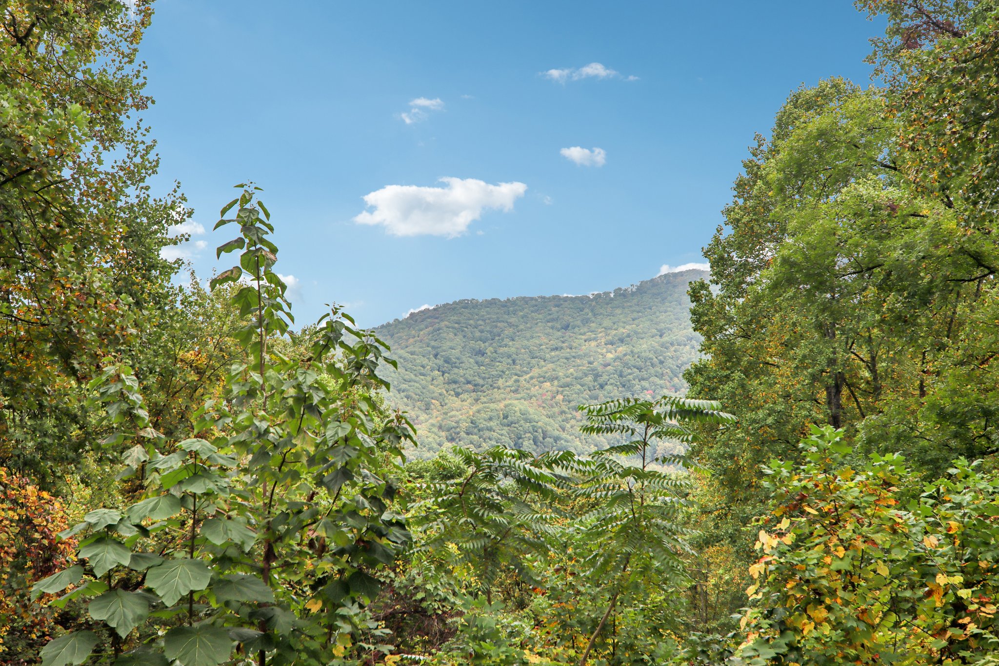 Jacks Knob Rd-S0910-011.jpg