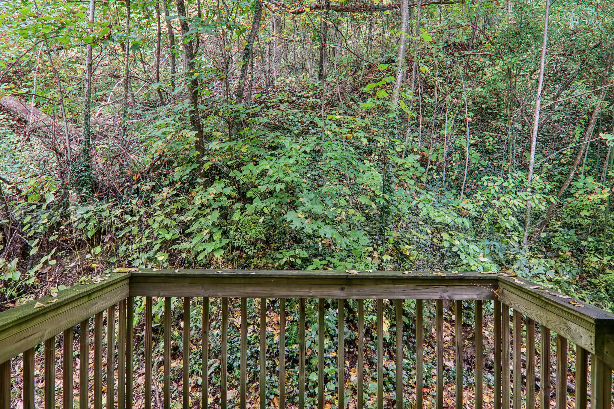 Jacks Knob Rd-S0910-047.jpg