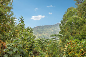 Jacks Knob Rd-S0910-011.jpg