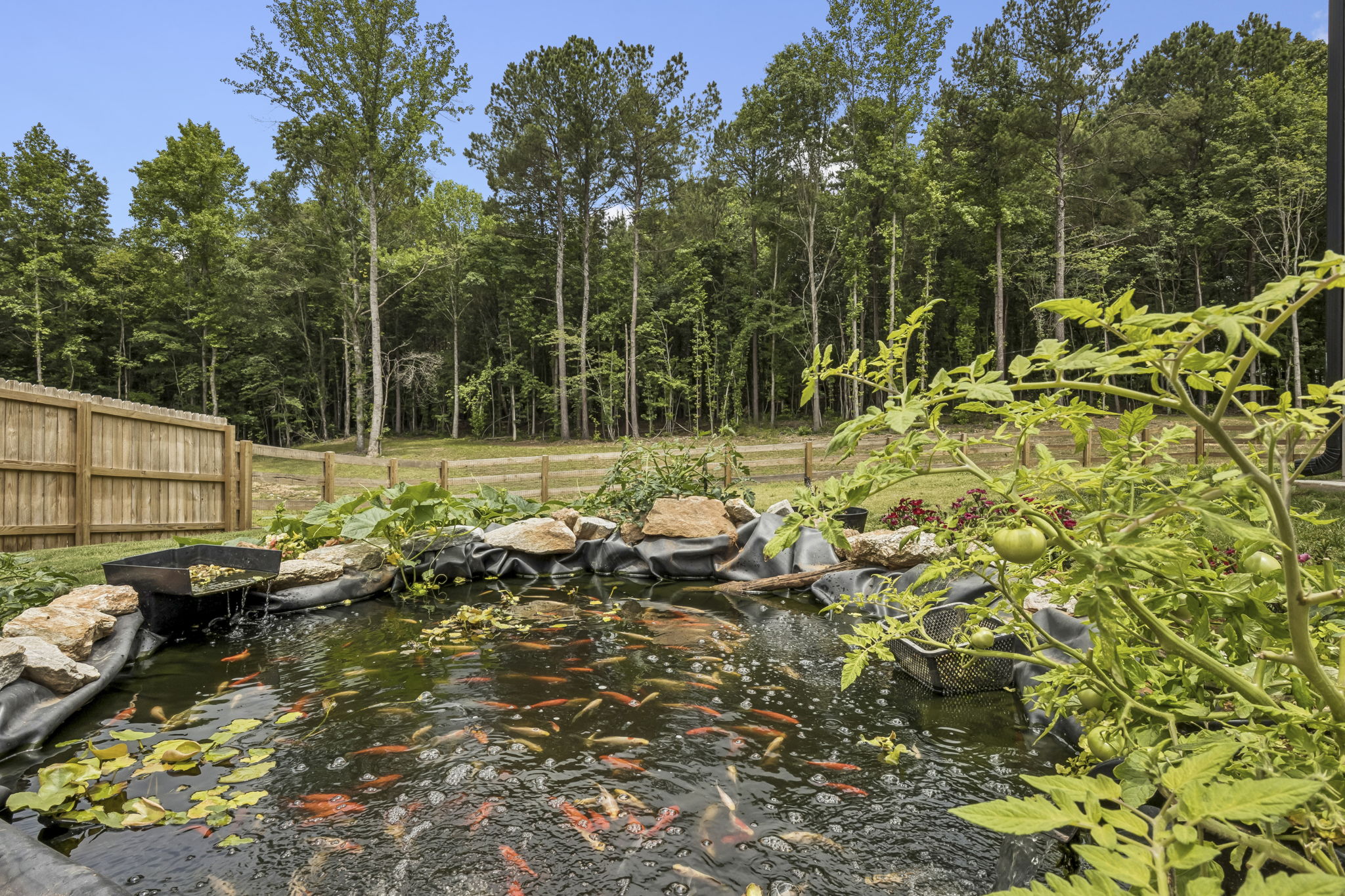Fish Pond