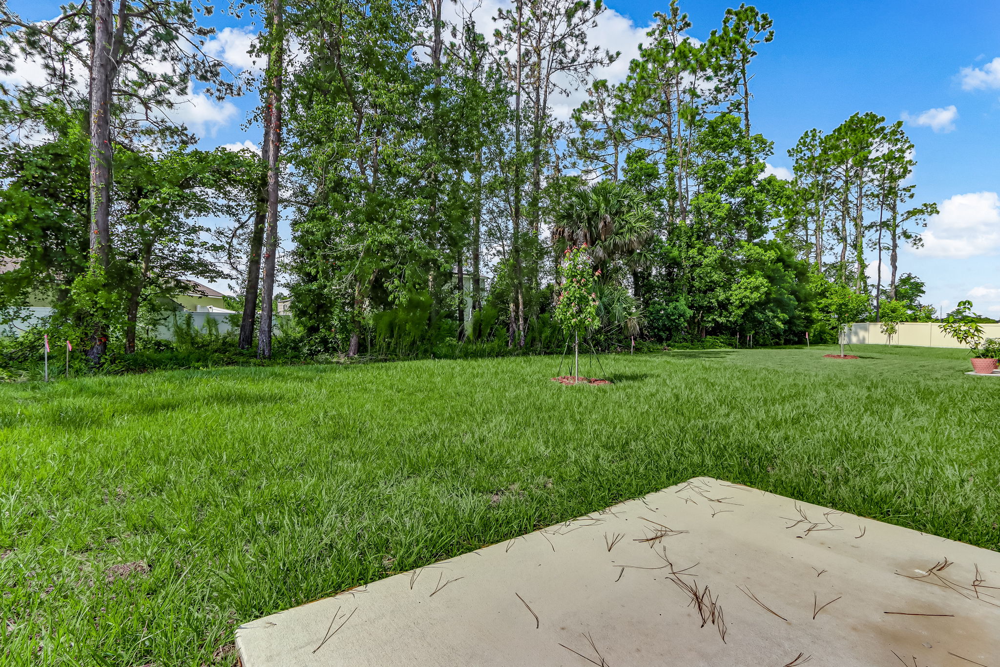Back Yard
