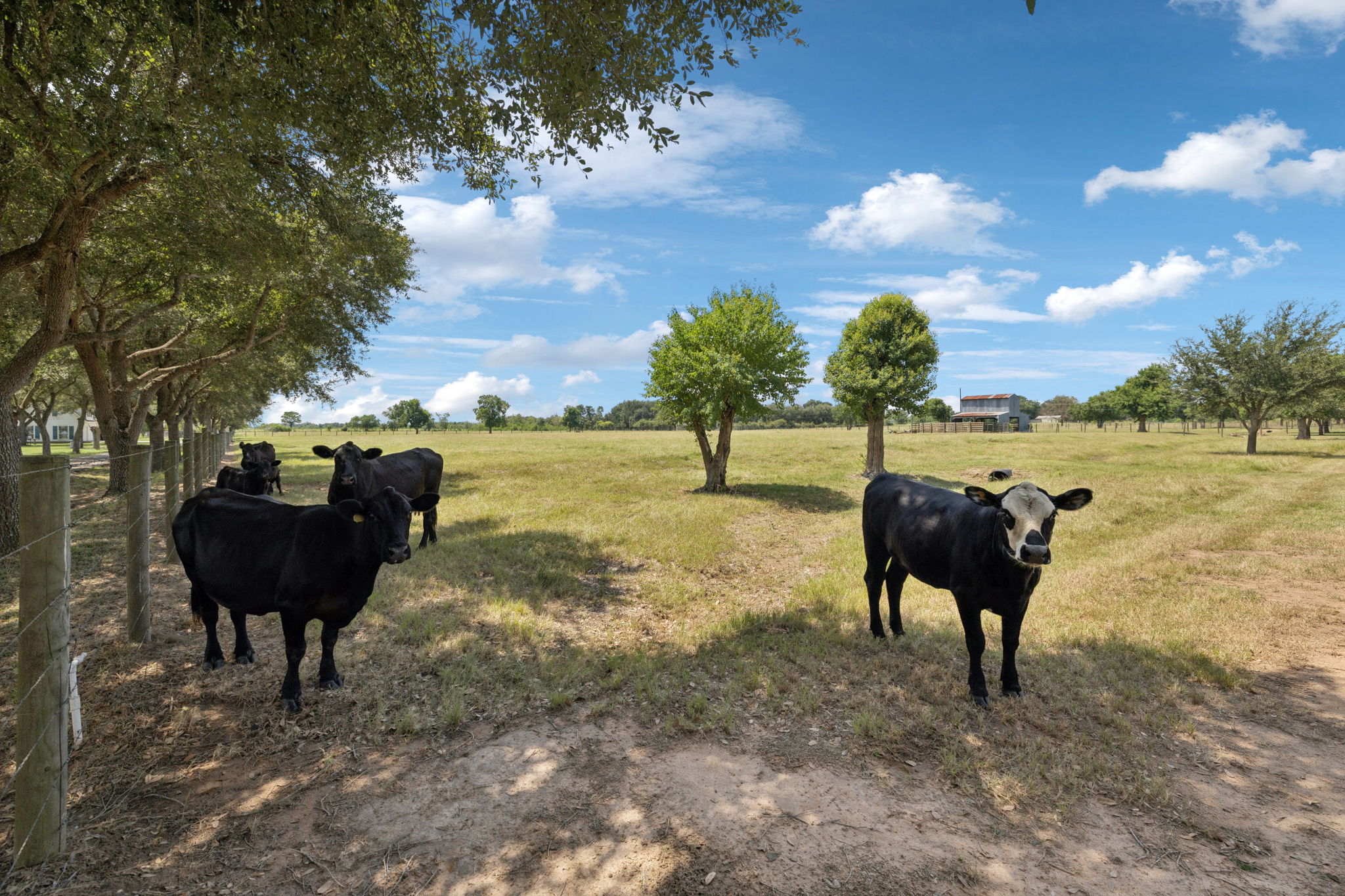 Happy cows.