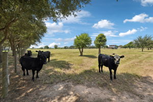 Happy cows.