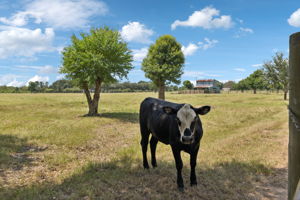 Large grassy pastures.