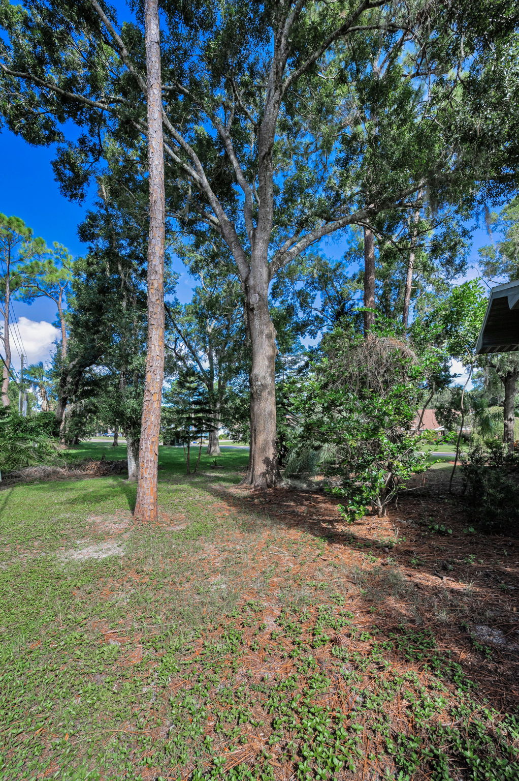 Backyard9