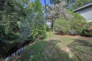 Backyard6