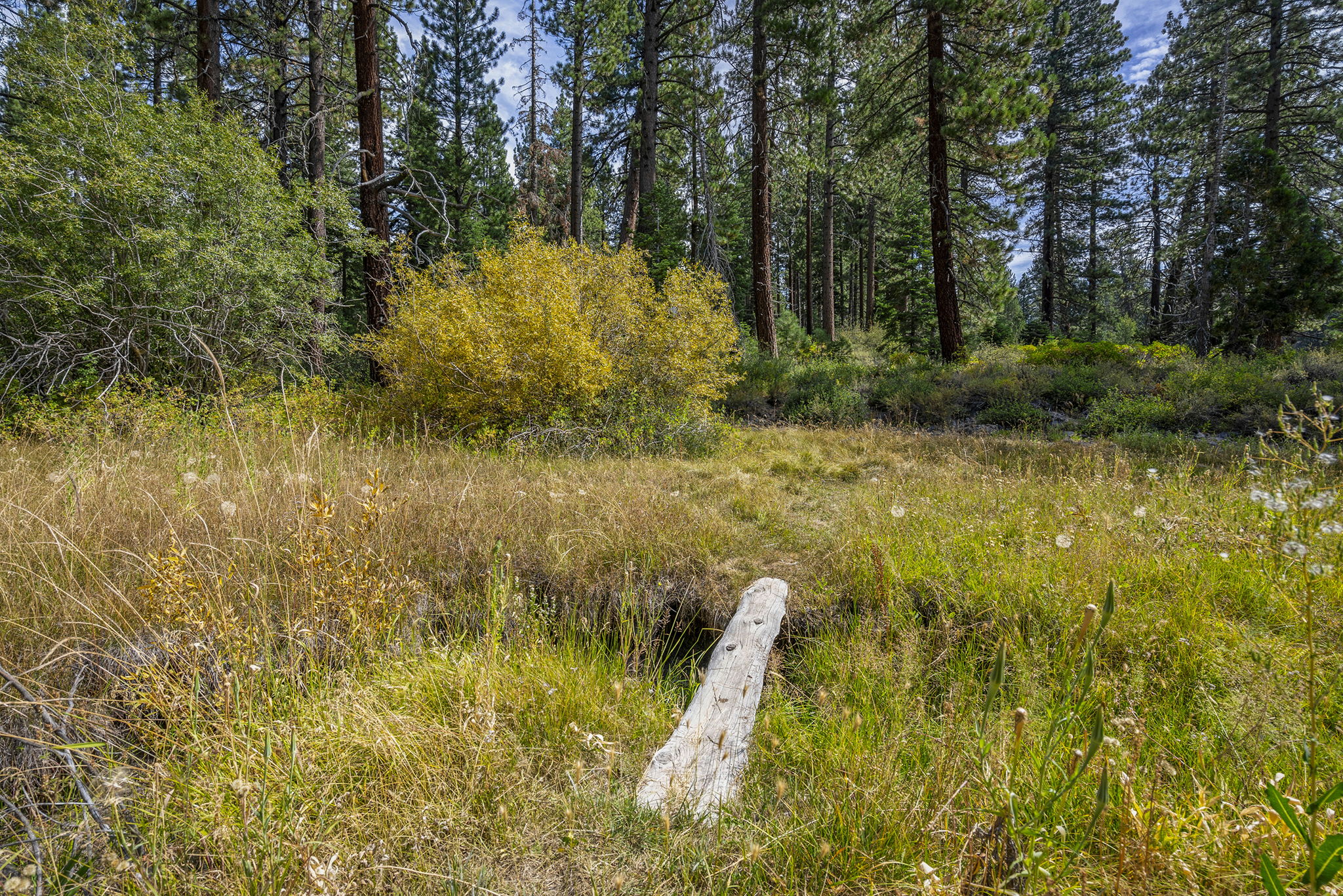 View of Adjacent Meadow