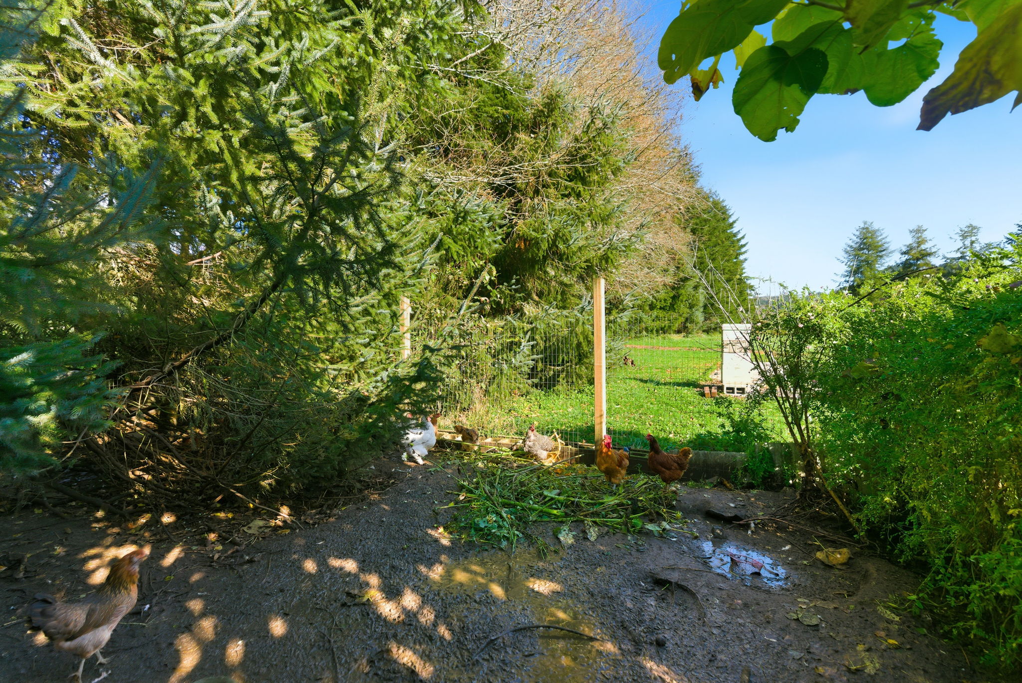 Chicken coop shaded run