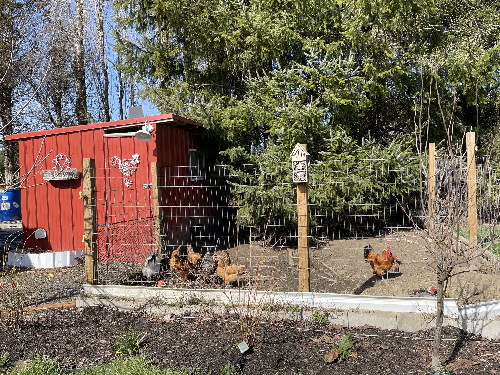 Chicken coop + shaded run