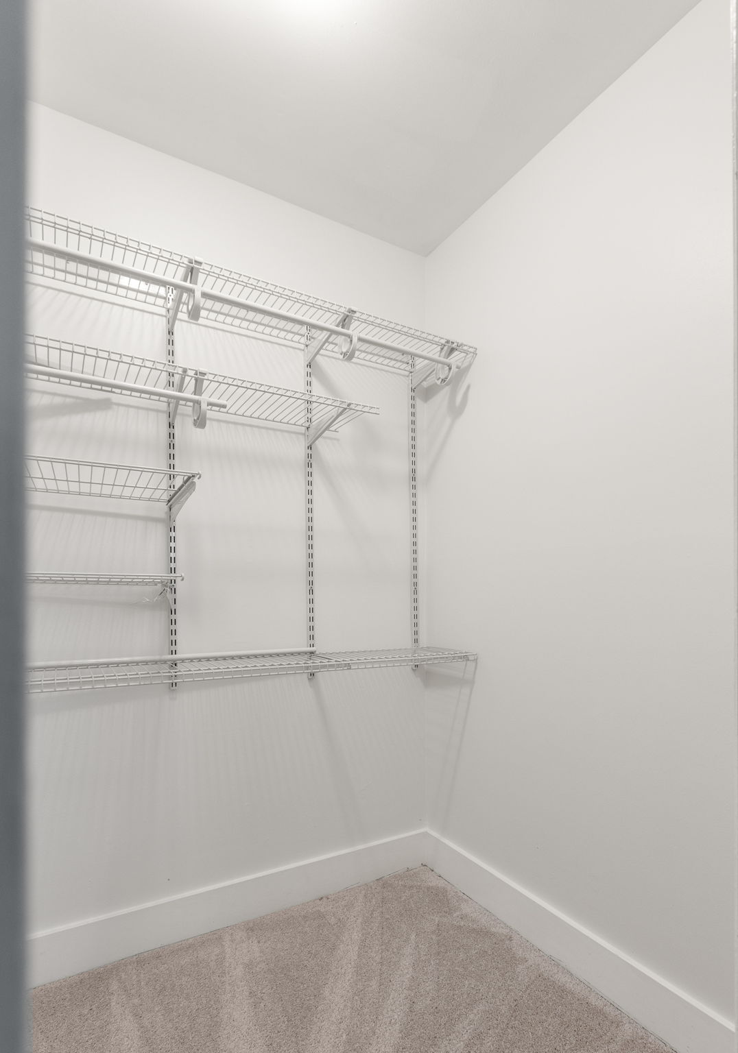 20250922_3175boyce_roots_010