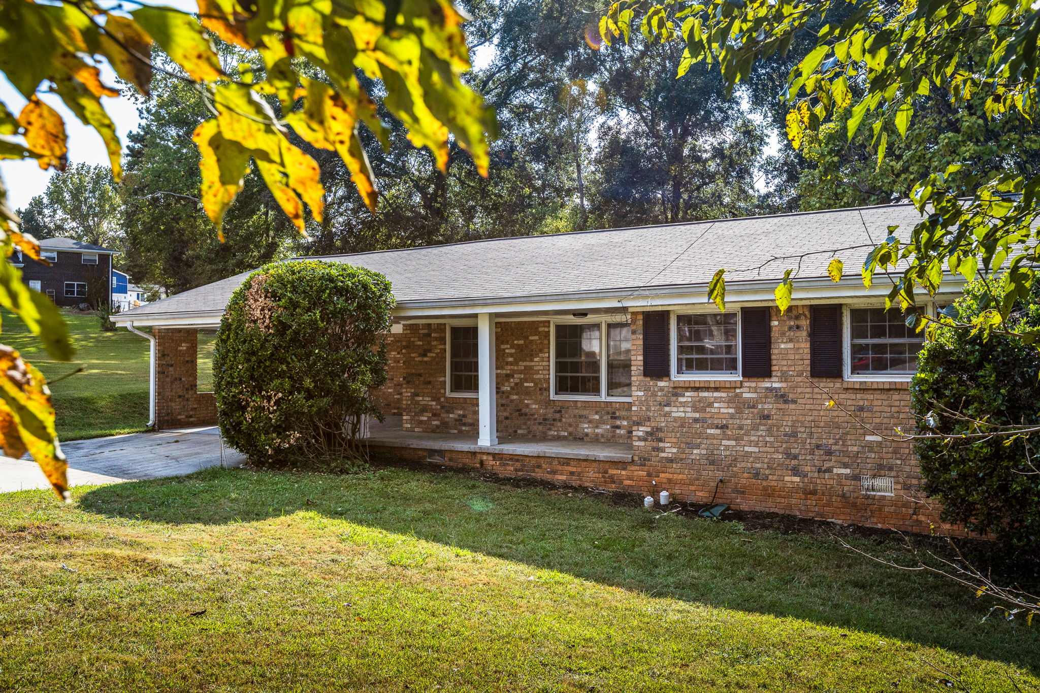 20250922_3175boyce_roots_034