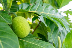 ULU Tree