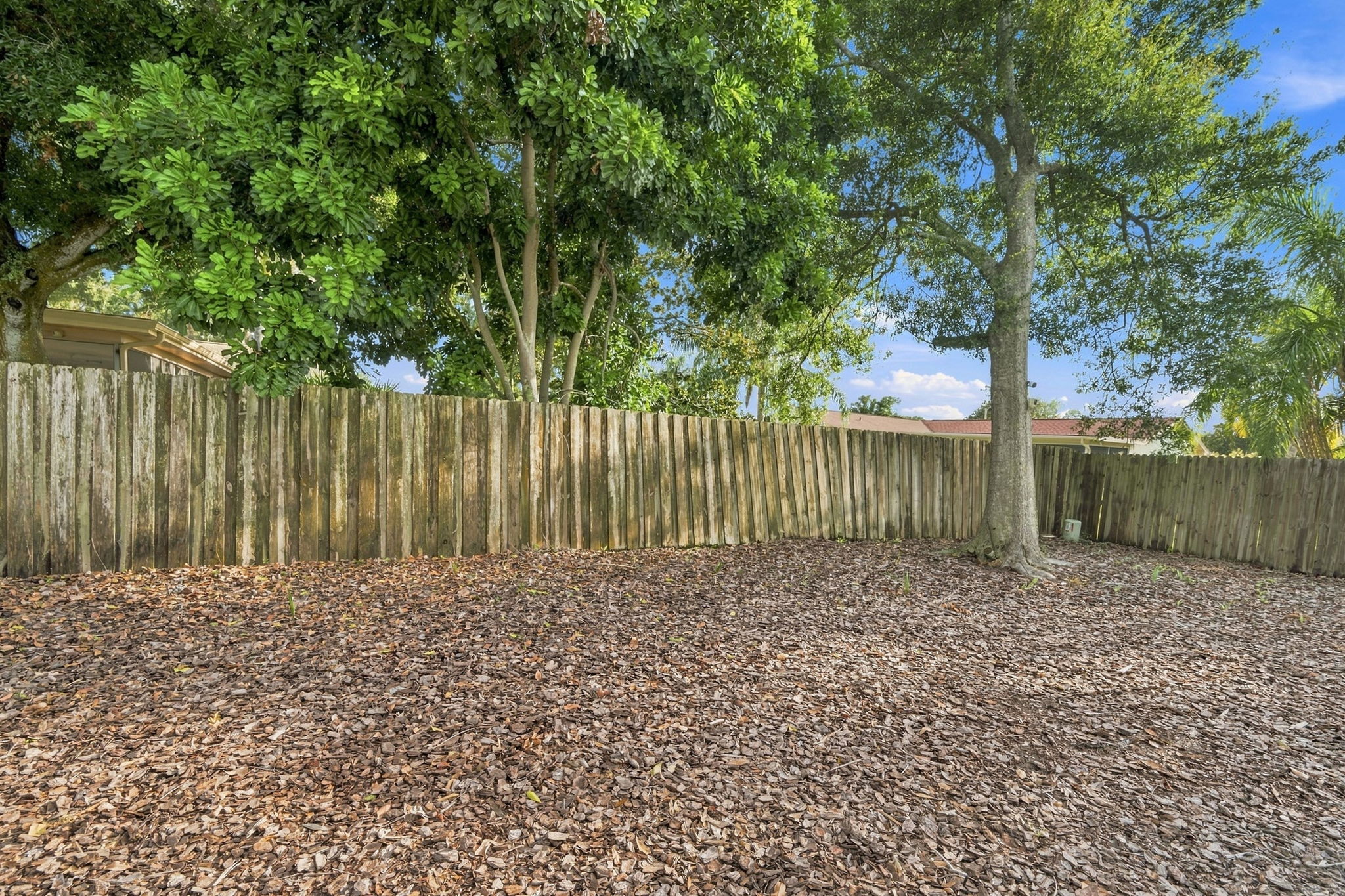 Backyard6