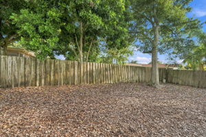 Backyard6