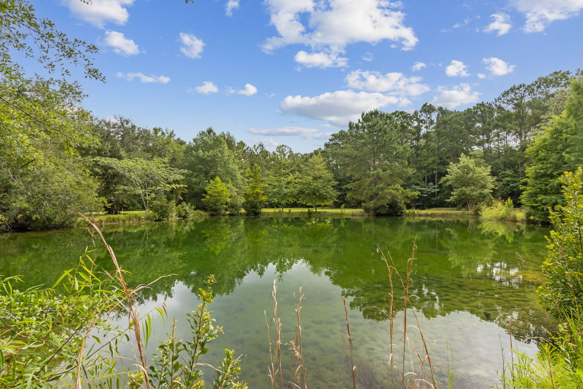 Pond