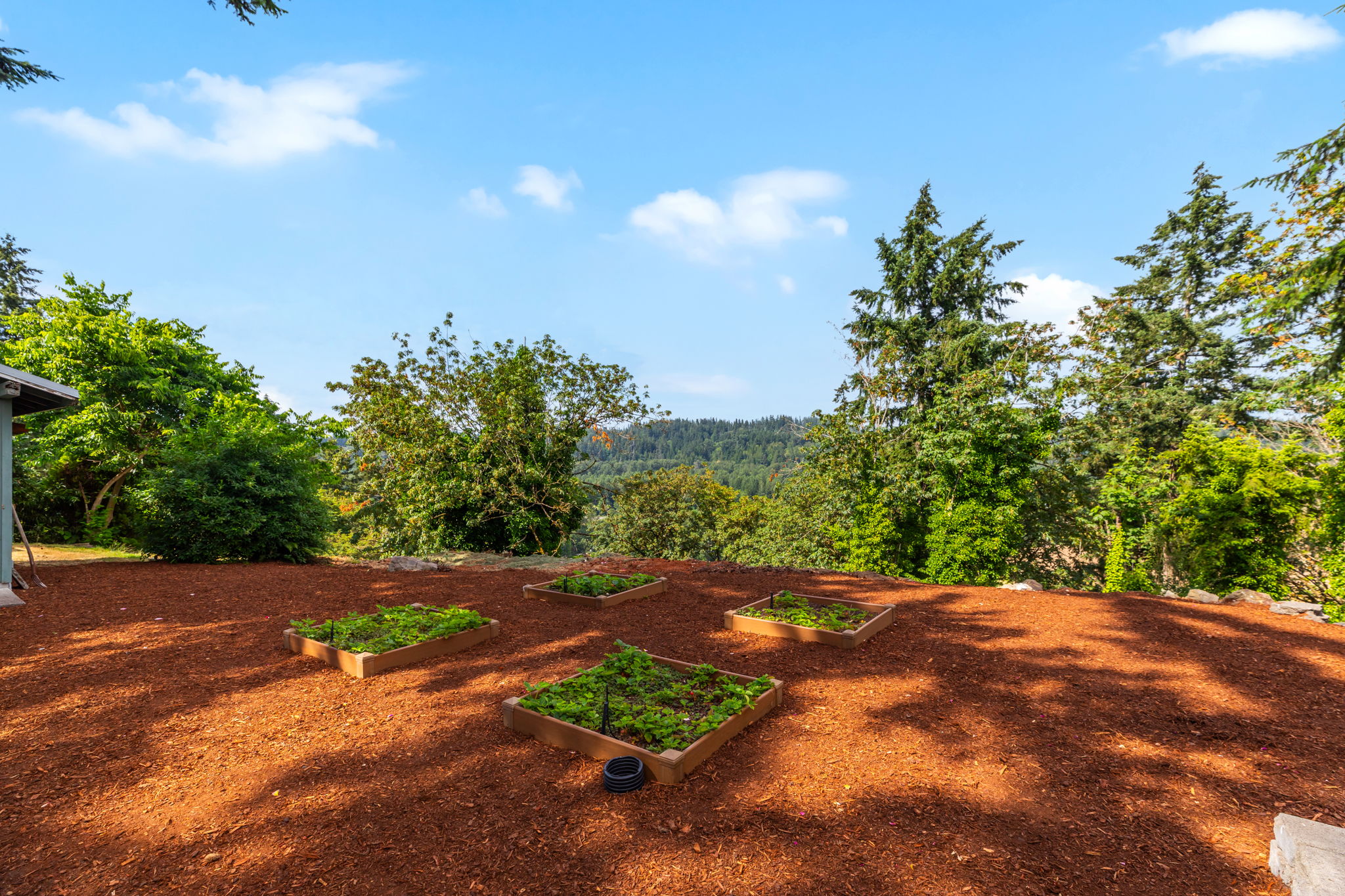 Strawberry patches