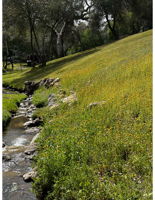 Seasonal creek in the spring