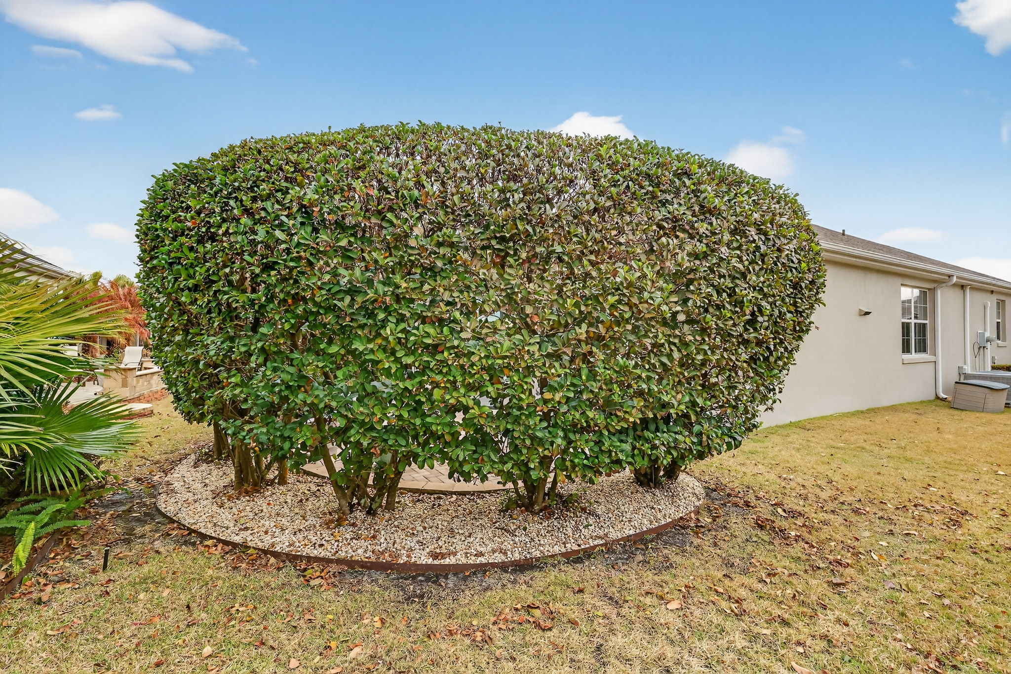 Mature Privacy Landscaping