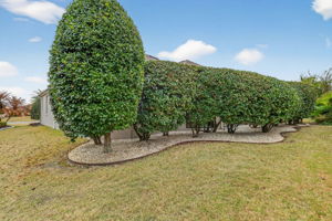 Mature Privacy Landscaping