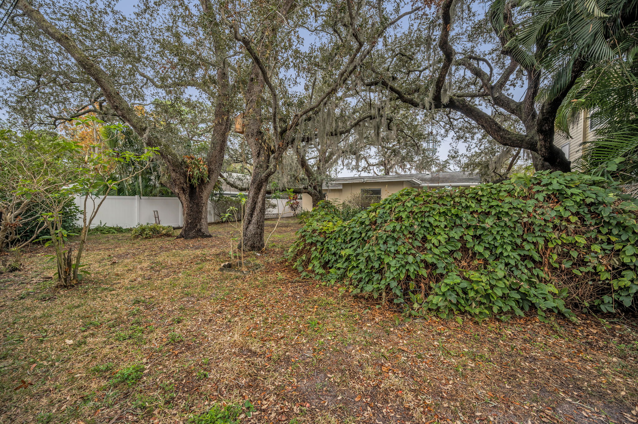 Backyard6