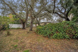 Backyard6