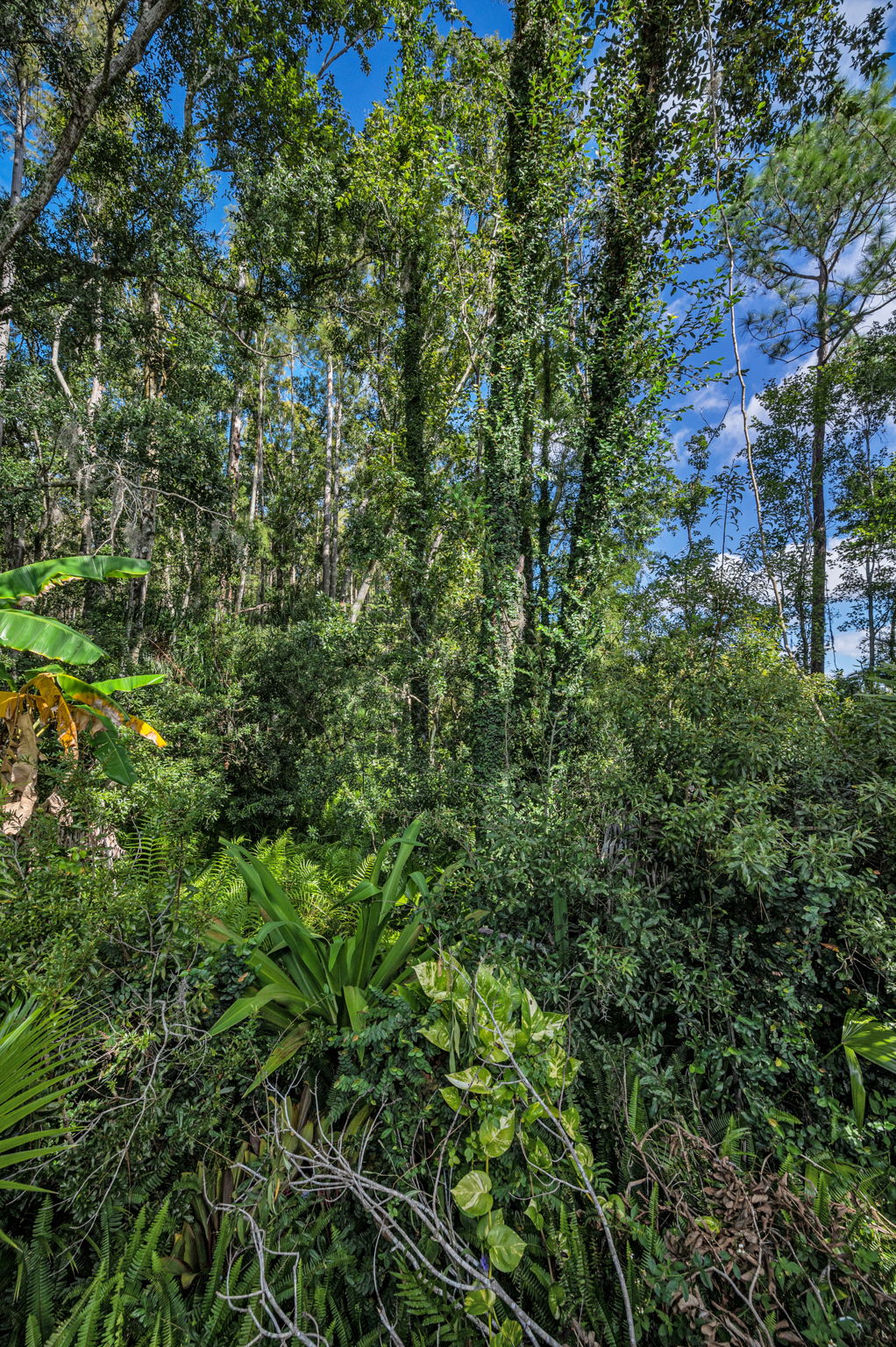 Backyard4 View