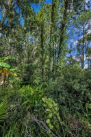 Backyard4 View