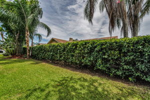 Backyard1